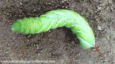 How to Fight Hornworms Image